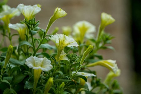 Téléchargez les photos : White Pitunia flowers in the garden, summer - en image libre de droit