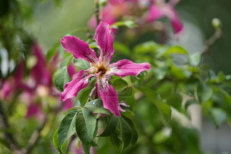 Seidenseide Blume in rosa Farbe, Sommerzeit im Garten