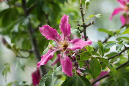 Fleur de soie dans la couleur rose, heure d "été dans le jardin
