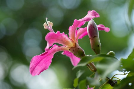 Silk floss flower in pink color, summer time in the garden