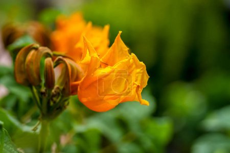 Téléchargez les photos : Fleur de tulipe africaine dorée, autre nom Cloche d'alésage, Fontaine, Flamme nandi, o - en image libre de droit