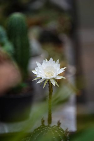 Echinopsis White Easter Lily folwer en olla, primer plano