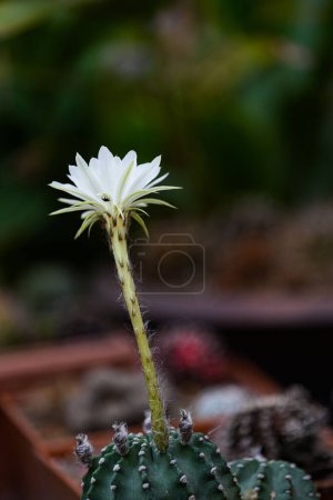 Photo for Echinopsis White Easter Lily folwer in pot, closeup - Royalty Free Image