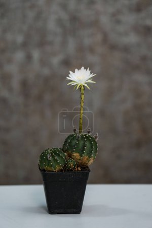 Photo for Echinopsis White Easter Lily folwer in pot, closeup - Royalty Free Image