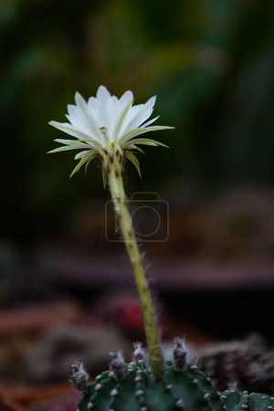Foto de Echinopsis White Easter Lily folwer en olla, primer plano - Imagen libre de derechos
