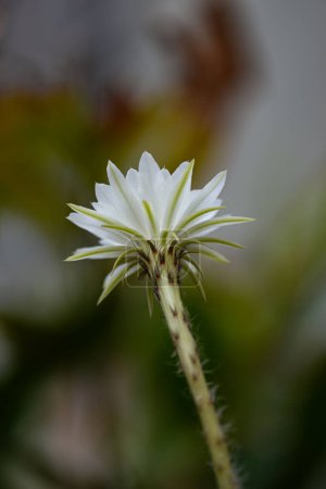 Téléchargez les photos : Echinopsis Lys de Pâques blanc en pot, gros plan - en image libre de droit
