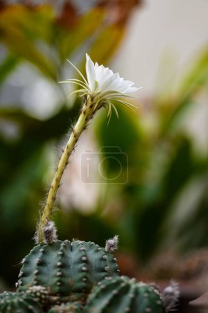 Foto de Echinopsis White Easter Lily folwer en olla, primer plano - Imagen libre de derechos