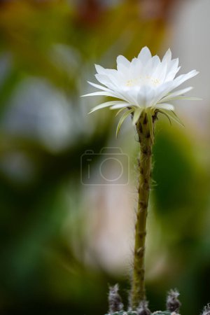 Téléchargez les photos : Echinopsis Lys de Pâques blanc en pot, gros plan - en image libre de droit