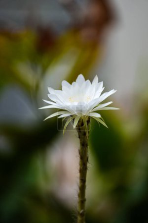 Echinopsis Lys de Pâques blanc en pot, gros plan