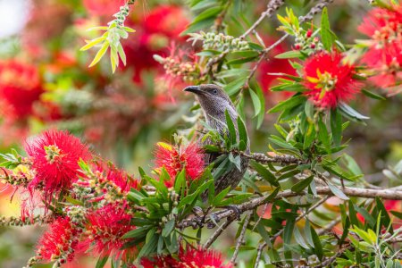 Foto de Pequeño pájaro de batalla disfrutando del néctar de las flores de cono de cepillo de botella en Woy Woy, NSW, Australia. - Imagen libre de derechos