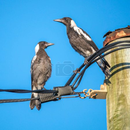 Photo for Young Australian Magpies at Umina Beach, NSW, Australia - Royalty Free Image