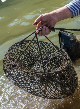 A net with oysters at an oyster farm in Mooney Mooney, NSW, Australia