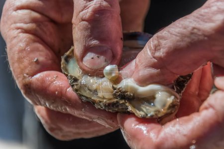 Photo for A cultured pearl straight out of the oyster shell in an open hand at Mooney Mooney, NSW, Australia - Royalty Free Image