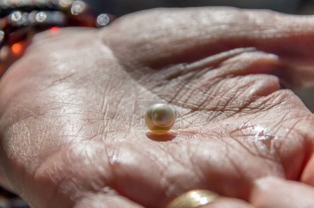 A cultured pearl straight out of the oyster shell in an open hand at Mooney Mooney, NSW, Australia