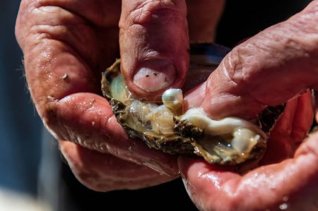 Photo for A cultured pearl straight out of the oyster shell in an open hand at Mooney Mooney, NSW, Australia - Royalty Free Image