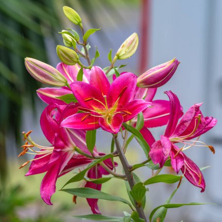 Photo for Pink lillies on a rainy day in the garden at Woy Woy, NSW, Australia - Royalty Free Image