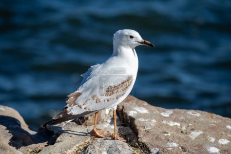 Photo for A young seagull at Gosford Waterfront on the Central Coast of NSW, Australia. - Royalty Free Image