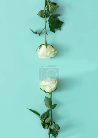 Two white roses on vertical green background. Minimal floral concept. Elegant design for wallpaper.