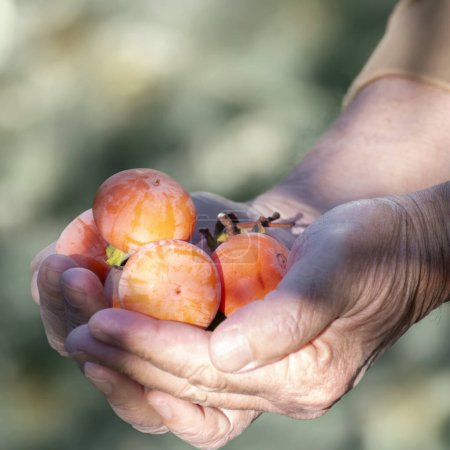 Téléchargez les photos : Des mains de fermiers âgés tiennent des fruits mûrs et fraîchement cueillis. Récolte, jardinage à domicile, fruits et légumes biologiques, aliments sains. - en image libre de droit