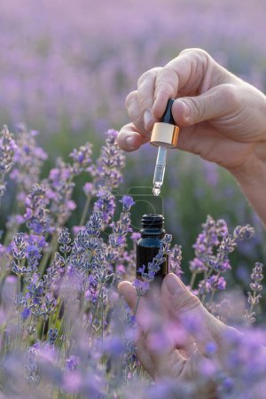 Photo for Hands of girl hold bottle of lavender oil on background of purple lavender flowers blooming field. Lavender production, aromatherapy, agritourism, eco friendly cosmetic, natural body, skin care - Royalty Free Image