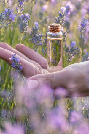 Photo for Lavender oil in transparent glass bottle in female hand on purple field of lavender garden. Cosmetic natural aroma eco friendly products, skin care, herbal medicine. Blurred flowers in foreground - Royalty Free Image