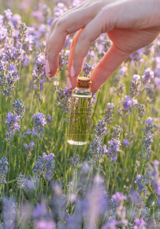 Photo for Lavender oil in transparent glass bottle in gentle female hand on background of purple field of lavender flowers. Production of cosmetic natural aroma eco friendly products, skin care, herbal medicine - Royalty Free Image