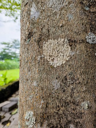 Foto de La estructura del tronco del árbol ketepeng desde una distancia cercana - Imagen libre de derechos