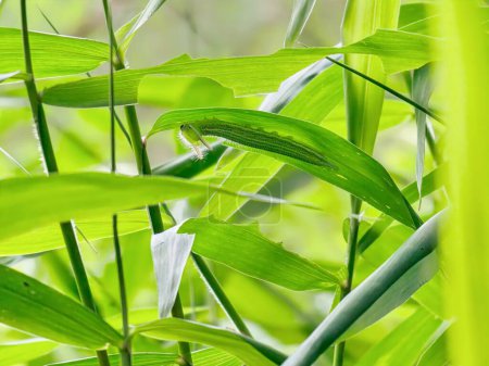 Foto de Las hojas de la hierba mala hierba que se asemeja a un árbol de bambú se utilizan para comer y esconderse por orugas verdes - Imagen libre de derechos