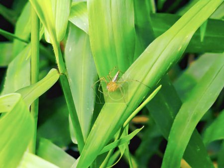 Foto de Una pequeña araña posada sobre las hojas de la hierba de las malas hierbas - Imagen libre de derechos