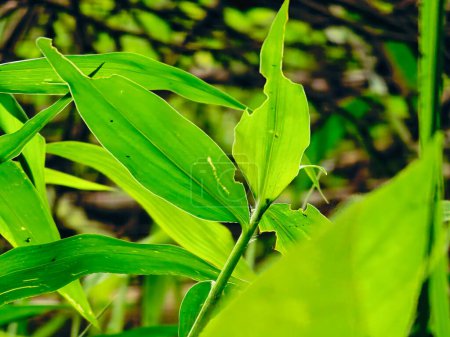 Foto de Las hojas de la hierba mala hierba que se asemeja a un árbol de bambú han sido comidos por orugas verdes - Imagen libre de derechos