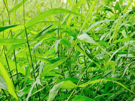 Foto de Las hojas de la hierba mala hierba que se asemeja a un árbol de bambú se utilizan para comer y esconderse por orugas verdes - Imagen libre de derechos