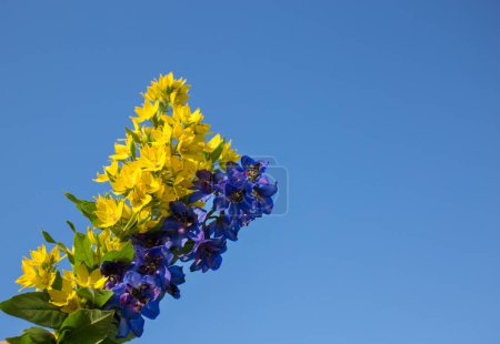 Téléchargez les photos : Fleur bleue et jaune contre le ciel par une journée ensoleillée. Soutenez l'Ukraine. Merci pour le soutien mondial de l'Ukraine. le concept de patriotisme, la fierté d'être ukrainien. espace de copie - en image libre de droit
