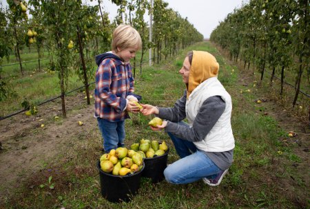 woman and child, mother and son, are picking pears in orchard. hold two full buckets of ripe large pears. Little helper, family pastime with benefit. natural vitamins. Autumn season . Vitamin fruits