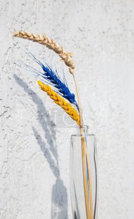 Téléchargez les photos : Trois épillets de blé, dont deux sont peints dans des couleurs jaune-bleu du drapeau ukrainien. Soutenez l'Ukraine. prévenir la faim dans le monde. Concept Arrêtez la guerre. Mémoire de l'Holodomor en Ukraine. accord de grain - en image libre de droit