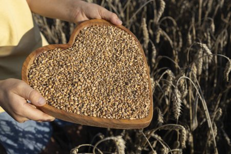 ripe grains of wheat in a wooden heart among a wheat field in golden sunlight. Stop the war in Ukraine. Harvesting for export from Ukraine. The value of bread for humanity