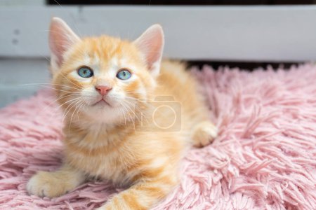 cute red kitten with blue eyes about 2 months old lies on a pink pillow. beloved pet, cat childhood