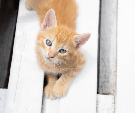 ładny czerwony kotek leży na białej drewnianej ławce i patrzy w górę z zainteresowaniem. ukochany zwierzak, kot dzieciństwo