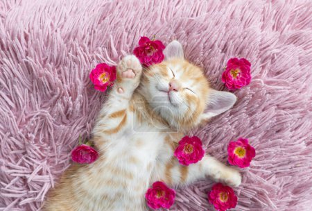 ładny czerwony kotek leży na plecach i śpi solidnie na poduszce, z kwiatami róż wokół niego. słodkie marzenie, przytulne dzieciństwo ukochanego zwierzaka, czułość