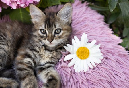 on a soft pink pillow lies a cute striped fluffy kitten and a daisy flower. Cat's childhood, beautiful postcards, harmony of nature. Comfortable life beloved pet