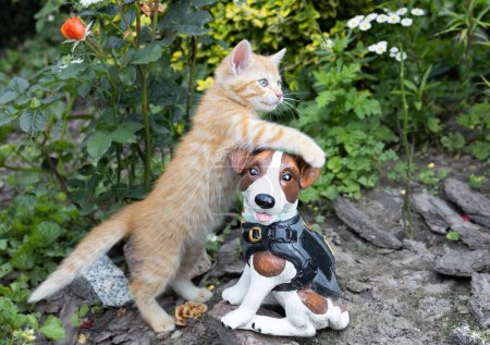 Cute ciekawy czerwony kotek spacery w ogrodzie. ukochany zwierzak bawi się z psem na łożu kwiatowym. Ulubione zwierzęta na spacerze w przyrodzie. Dzień kota