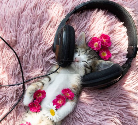 kleines Kätzchen, das auf einem rosa weichen Kissen auf dem Rücken liegt und Kopfhörer trägt. Komfort und Entspannung für Ihr geliebtes Haustier. Humor. Katzentag