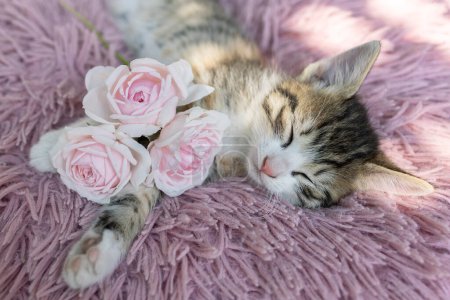 Zbliżenie słodkiego kotka śpiącego na różowej poduszce, trzy kwiaty róż w pobliżu. Przytulne kocie dzieciństwo, czułość, dzień kota. Ulubiony zwierzak