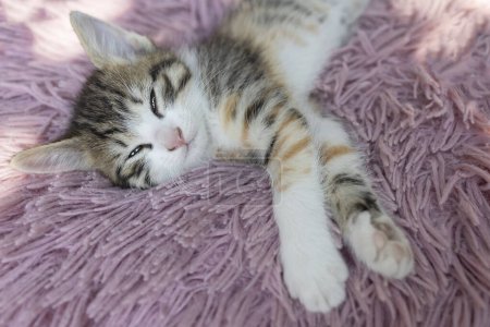 słodkie biało-brązowe kotek śpi słodko na różowej poduszce. Relaks dla domowego kota, przytulne dzieciństwo dla zwierząt domowych. Opieka weterynaryjna