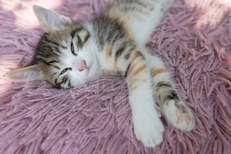 cute white-brown kitten sleeps sweetly on a pink pillow. Relaxation for a domestic cat, a cozy childhood for pets. Veterinary care