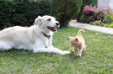 large white dog lies on the grass and a curious little red kitten walks nearby. friendly meeting of pets, relationships between animals, Living together. cats vs dogs