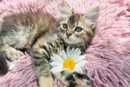 ładny brązowy puszysty kotek leży na różowej poduszce, obok niego jest duży stokrotka kwiat. Odpoczynek dla domowego kota. Wygodne życie dla ukochanego zwierzaka