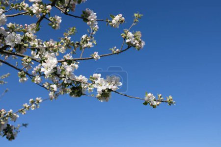 Blooming spring branches of an apple tree against a blue sky. harmony, energy of nature. Hi spring. nature comes to life. Sunny weather, be inspired by the beauty of nature