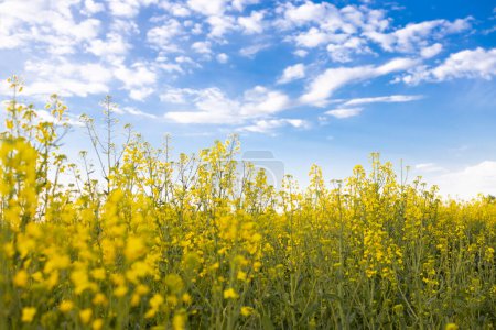 Blooming rapeseed field and blue sky with white clouds. The concept of peaceful life for Ukraine. Yellow and blue colors. Pride, freedom, independence. stop the war