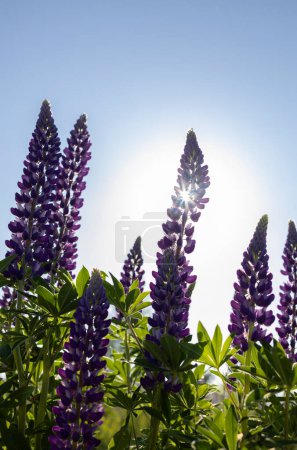 purple wildflowers of lupine against the background of a cloudless sunny sky. Beauty of nature. Postcard. Earth Day. Aromatherapy