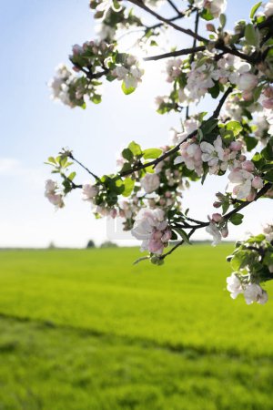 schöner blühender Apfelbaum mit vielen Blumen vor dem Hintergrund einer grünen Wiese. Harmonie und Schönheit der Natur. Hallo Frühling. Frühlingslandschaft. Aromatherapie